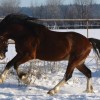 welsh cob hřebec